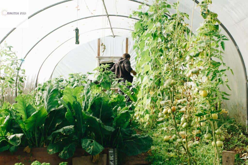 huerta