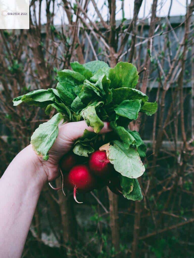 huerta