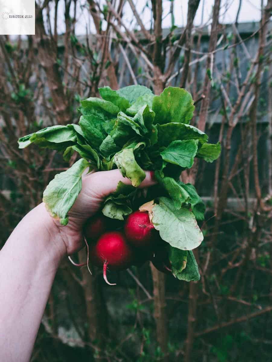 huerta